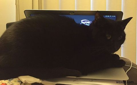 How to Cat-Proof Your Laptop Computer and Desk Area