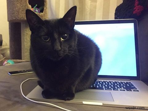 How to Cat-Proof Your Laptop Computer and Desk Area