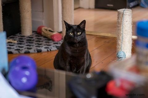 How to Cat-Proof Your Laptop Computer and Desk Area