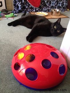 How to Cat-Proof Your Laptop Computer and Desk Area