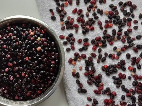 How to Forage for Free Food With the Falling Fruit App