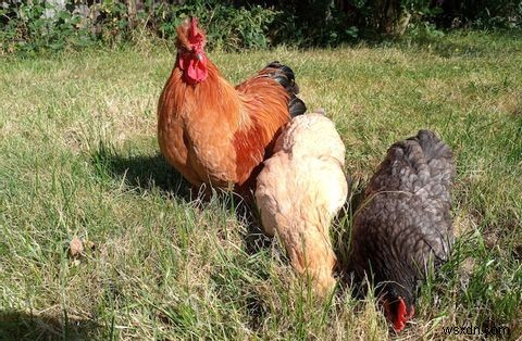 Doogee S70: A Rugged Phone, for Gamers?