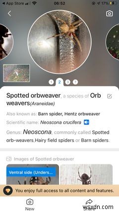 The Top 5 Apps on iPhone for Identifying Bugs and Insects