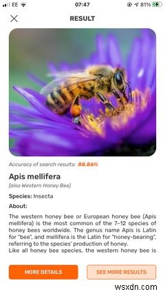 The Top 5 Apps on iPhone for Identifying Bugs and Insects