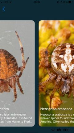 The Top 5 Apps on iPhone for Identifying Bugs and Insects