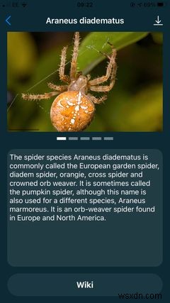 The Top 5 Apps on iPhone for Identifying Bugs and Insects