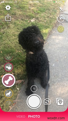 7 Must-Have iPhone Apps for All Dog Owners