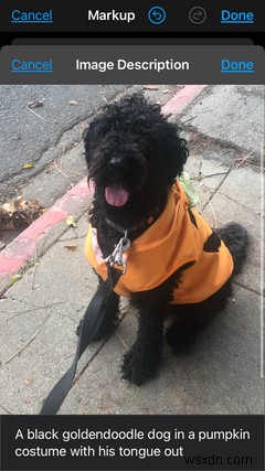 How to Use VoiceOver Image Descriptions With Your iPhone Photos