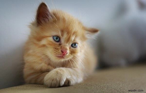 How to write an image using Java OpenCV library?