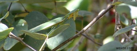 Are App Stores Really Safe? How Smartphone Malware Is Filtered Out