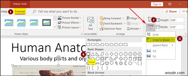 How to create Zoom animation effect in PowerPoint slide