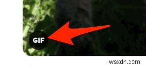 How to Tweet an iOS Live Photo as an Animated GIF on Twitter