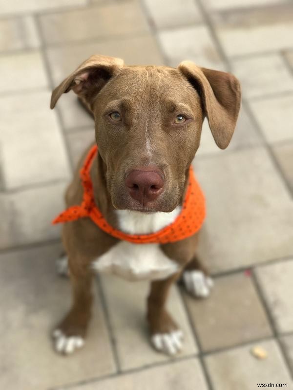 How to use iPhone Portrait Mode