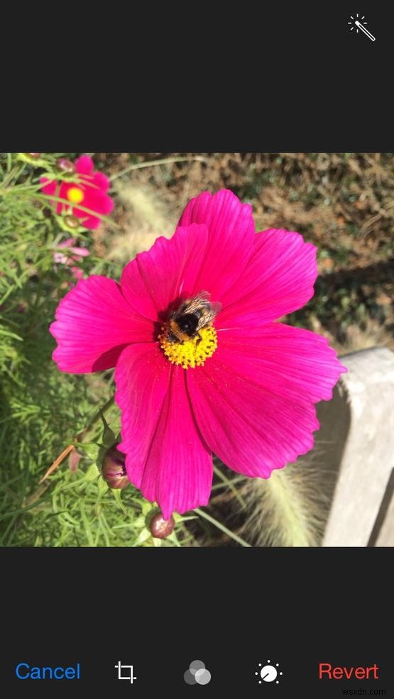 iPhone camera tips to take better photos