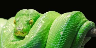 How to Run a Python Script on Mac