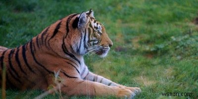 How to Bring Google’s 3D Animals into Your Living Room