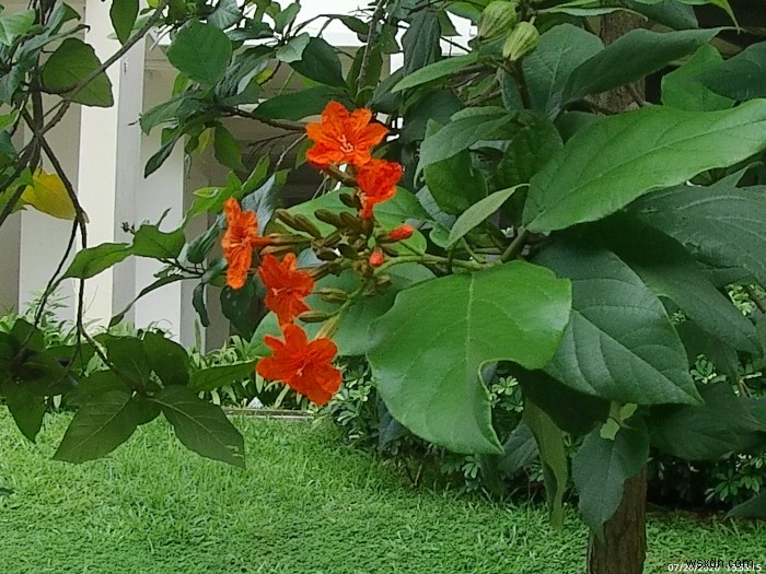 AKASO Brave 7 LE Action Camera Review