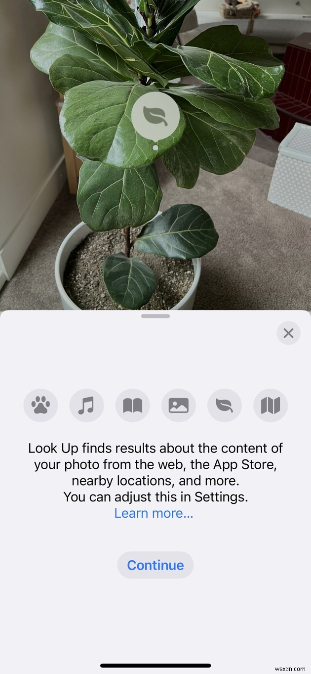 How to Identify Plants on Your iPhone by Simply Taking a Photo