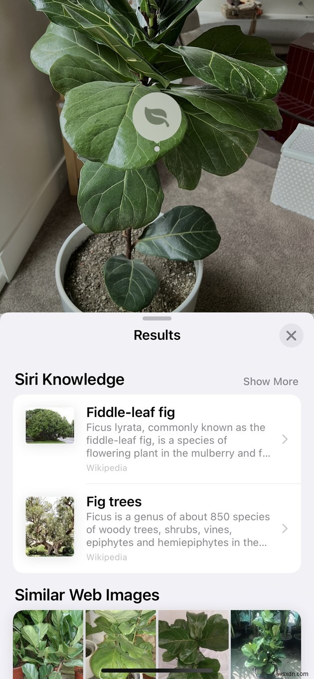 How to Identify Plants on Your iPhone by Simply Taking a Photo
