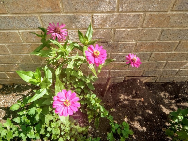 Are the pictures taken with the Surface Duo camera looking a little dull and wrong? Heres how to use Google Photos to fix them