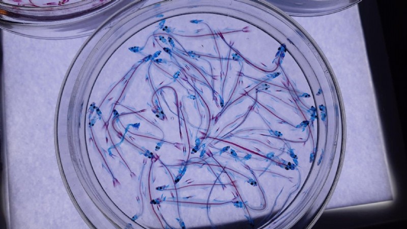 DNA: Future of data storage