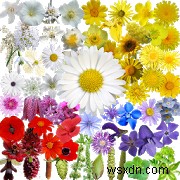 Top 10 Best Plant Identification Apps For Android & iPhone