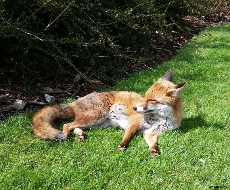 Firefox, Pocket and Sponsored Stories