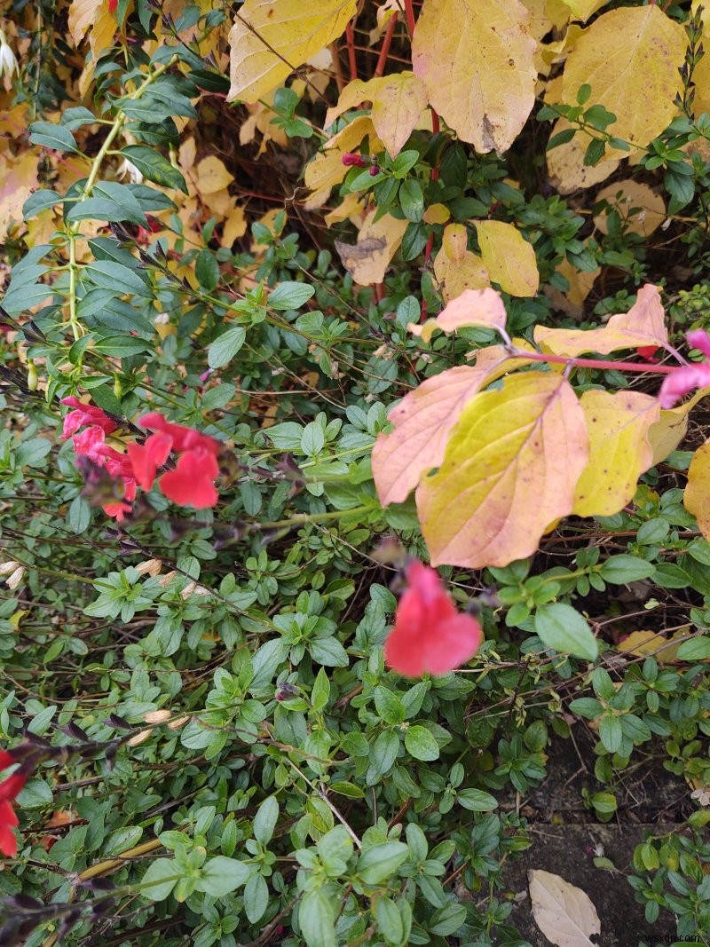 Nokia X10 review - Big phone, decent spec, average camera