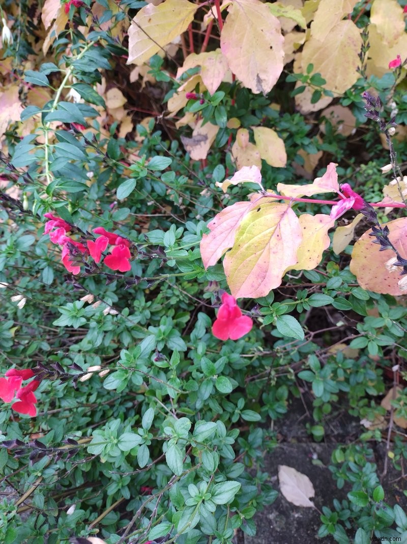 Nokia X10 review - Big phone, decent spec, average camera