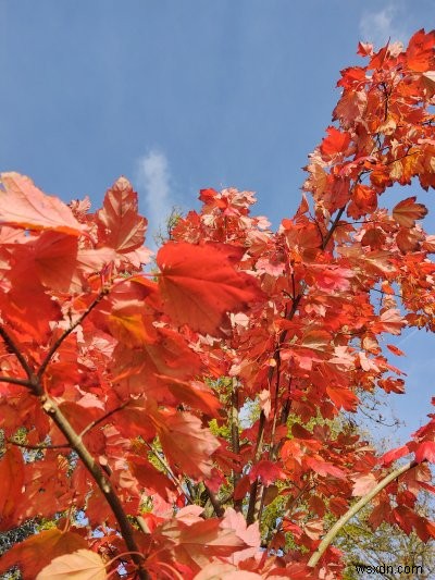 Nokia X10 review - Big phone, decent spec, average camera