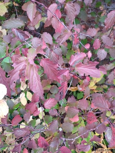 Nokia X10 review - Big phone, decent spec, average camera