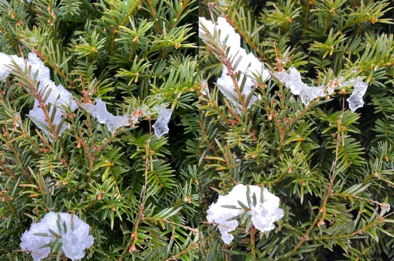 Dedo does iPhone 11 - Review from a peasant curmudgeon