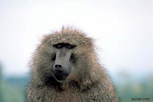 The future of the computer