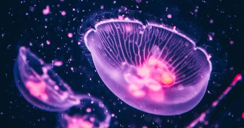 Ubuntu 22.04 Jammy Jellyfish Introduces Controversial Firefox Update
