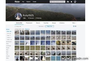 Safely Transfer Your Flickr Photos After the Recent Hack Concerns