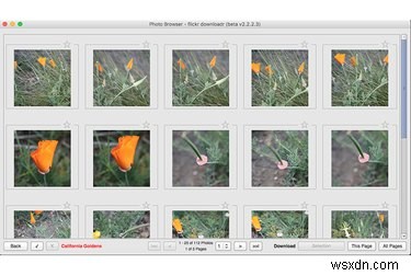 Safely Transfer Your Flickr Photos After the Recent Hack Concerns