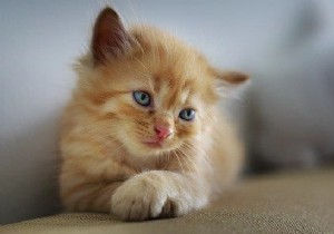 How to write an image using Java OpenCV library?