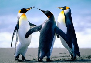 How to convert an image to a PyTorch Tensor?