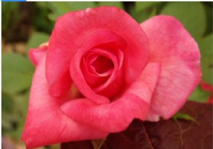 How can Tensorflow be used to explore the flower dataset using keras sequential API?