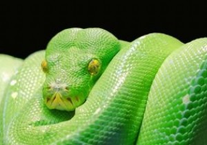 How to Run a Python Script on Mac
