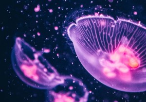 Ubuntu 22.04 Jammy Jellyfish Introduces Controversial Firefox Update